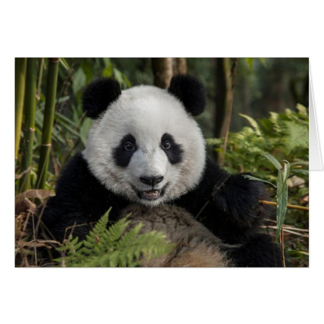 Glücklicher junger Panda, China (Vorderseite (Horizontal))