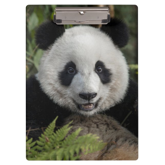 Glücklicher junger Panda, China Klemmbrett (Vorderseite)
