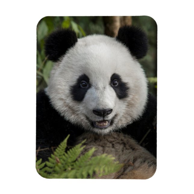 Glücklicher junger Panda, China Magnet (Vertikal)