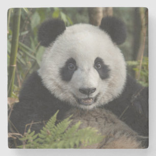 Glücklicher junger Panda, China Steinuntersetzer