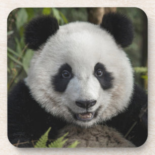 Glücklicher junger Panda, China Untersetzer