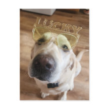 Glücklicher Labrador