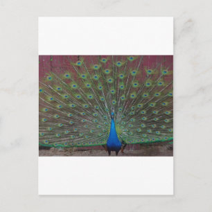 glücklicher Pfau Postkarte