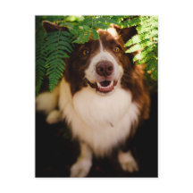 Glücklicher roter Border Collie schaut durch Farne