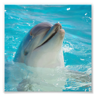 Glücklicher Schwimmen-Delphin Fotodruck