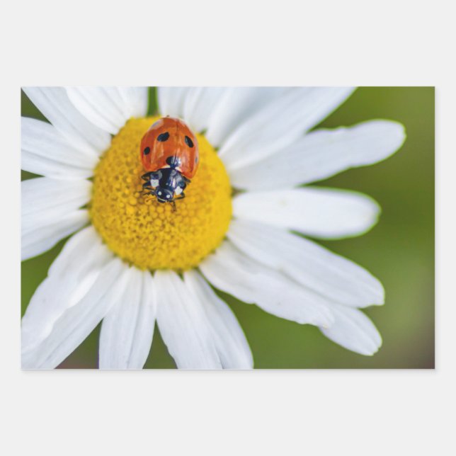 Glücklicher Teufel mit diesem Ladybug! Geschenkpapier Set (Vorderseite 3)