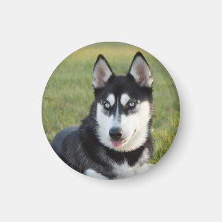 Glücklicher verspielt Siberian Husky Welpe Magnet