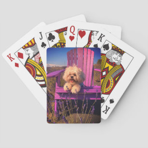 Glücklicher verspieltersch Shih Tzu Welpe, Hund en Spielkarten