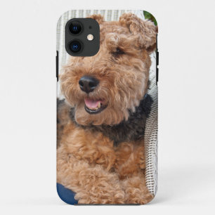 glücklicher Waliser Terrier title_seo2