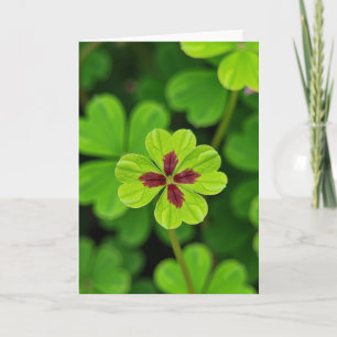 Glückliches Blatt Grün-Maroon-Kleeblatt-Karte Karte