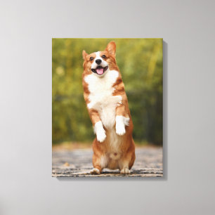 Glückliches Corgi-Welpen-Stehfoto Leinwanddruck