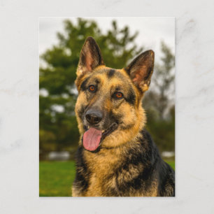 Glückliches Deutsches Schäferhund-Hund-Porträt Postkarte