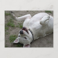 Glückliches Dogo-Argentino-Mädchen