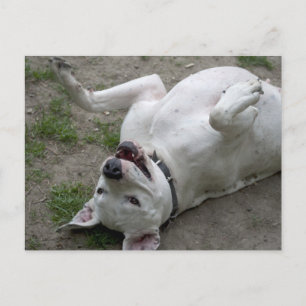 Glückliches Dogo-Argentino-Mädchen Postkarte
