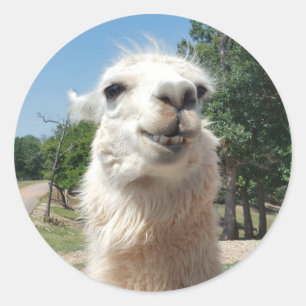 Glückliches Lama Runder Aufkleber