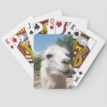Glückliches Lama