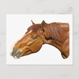 glückliches Pferd Postkarte
