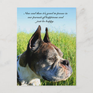 Glücksboxer Postkarte