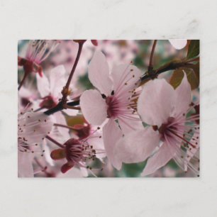 Glückselige Blüten Postkarte