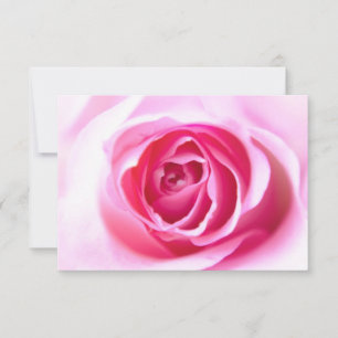 Glückselige Rose