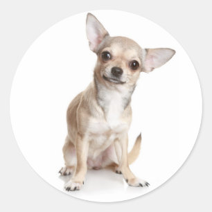 Glückwunsch Chihuahua Welpen Aufkleber