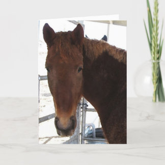 Glückwünsche - TWH gehendes Pferd - Western Karte