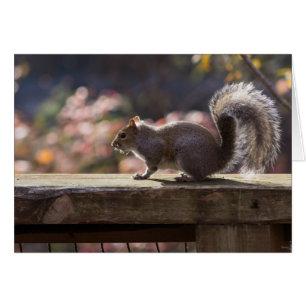 Glühende Eichhörnchen-Grußkarte
