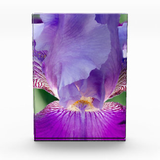 Glühende Irisnatur / blumengeschmücktes / botanisc Fotoblock