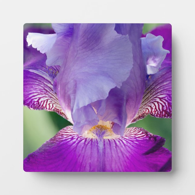 Glühende Irisnatur / blumengeschmücktes / botanisc Fotoplatte (Vorderseite)
