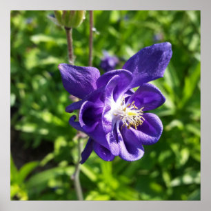 glühende lila Blume Poster