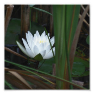 Glühende Lotus Wasserlilie Blume 8x8 Fotodruck