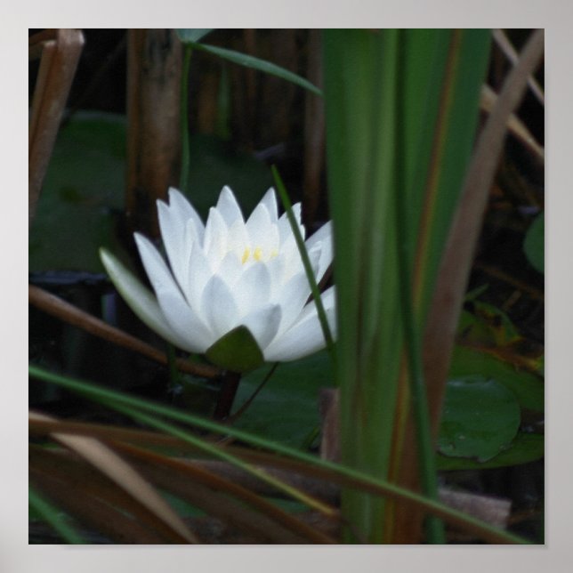 Glühende Lotus-Wasserlilie-Blume Poster (Vorne)