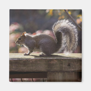 Glühendes Eichhörnchen Magnet