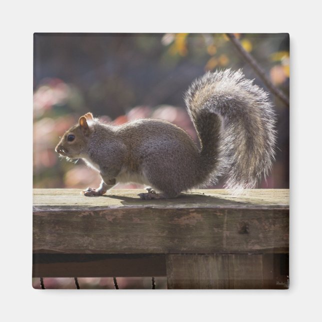 Glühendes Eichhörnchen Magnet (Vorne)