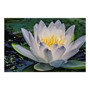 Glühweiße Lotus-Blume Fotodruck