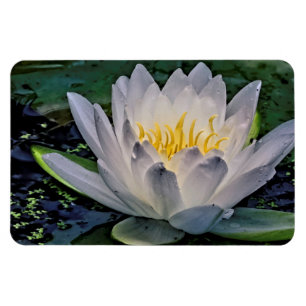 Glühweiße Lotus-Blume Magnet