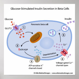 Glukose induziert die Insulinsekretion in den Beta Poster