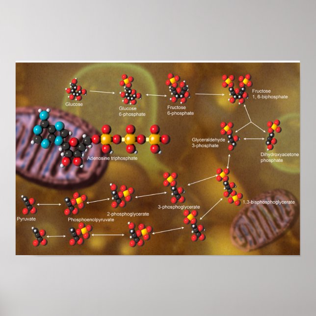 Glycolysis poster (Vorne)