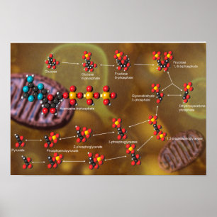Glykolyseplakat Poster