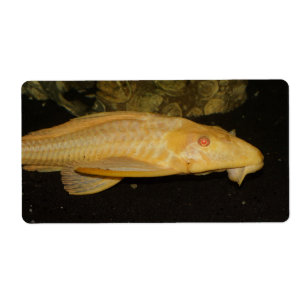 Glyptoperichthys gibbiceps