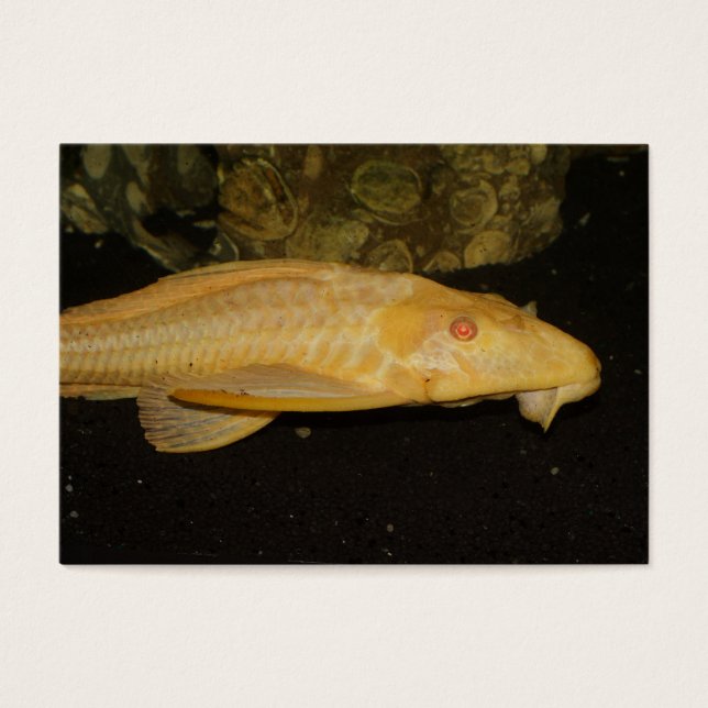 Glyptoperichthys gibbiceps (Vorderseite)