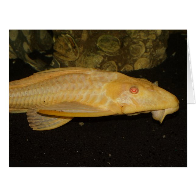 Glyptoperichthys gibbiceps (Vorderseite (Horizontal))