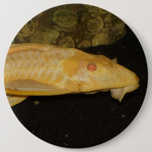 Glyptoperichthys gibbiceps button