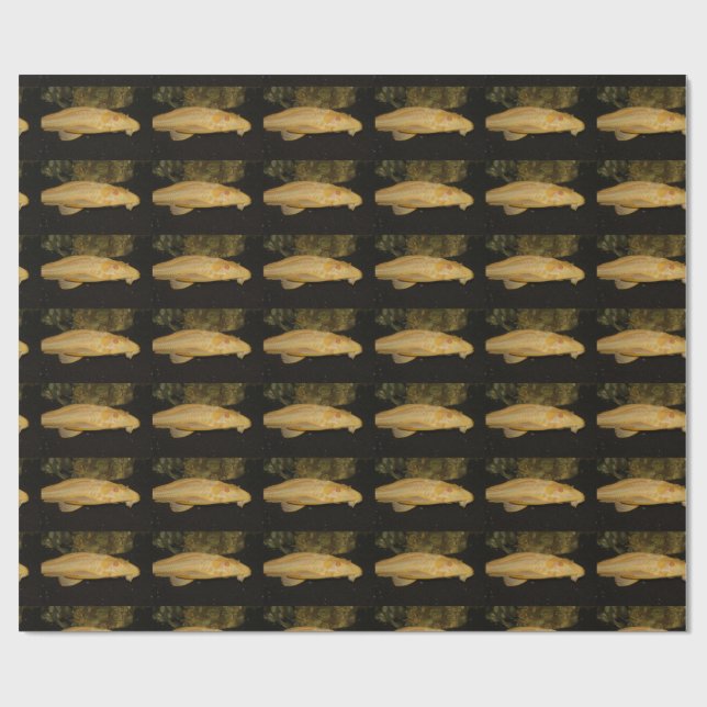 Glyptoperichthys gibbiceps geschenkpapier (Flach)