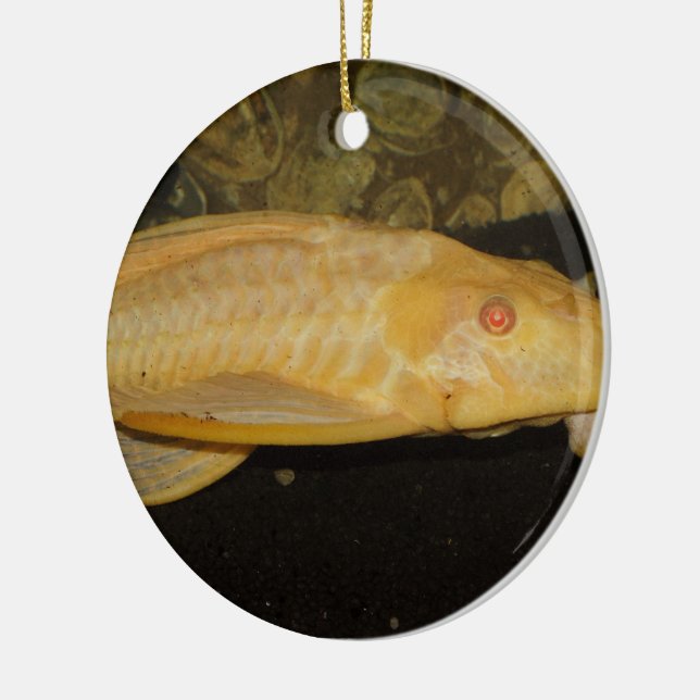 Glyptoperichthys gibbiceps keramikornament (Links)