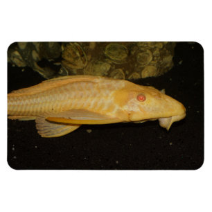 Glyptoperichthys gibbiceps magnet