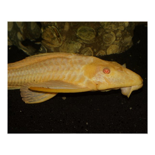 Glyptoperichthys gibbiceps poster (Vorderseite)