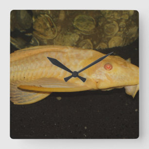 Glyptoperichthys gibbiceps quadratische wanduhr
