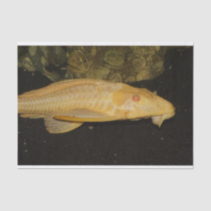 Glyptoperichthys gibbiceps seidenpapier