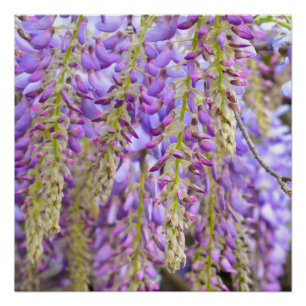Glyzine Lila Blütenpracht Baum Violett Poster